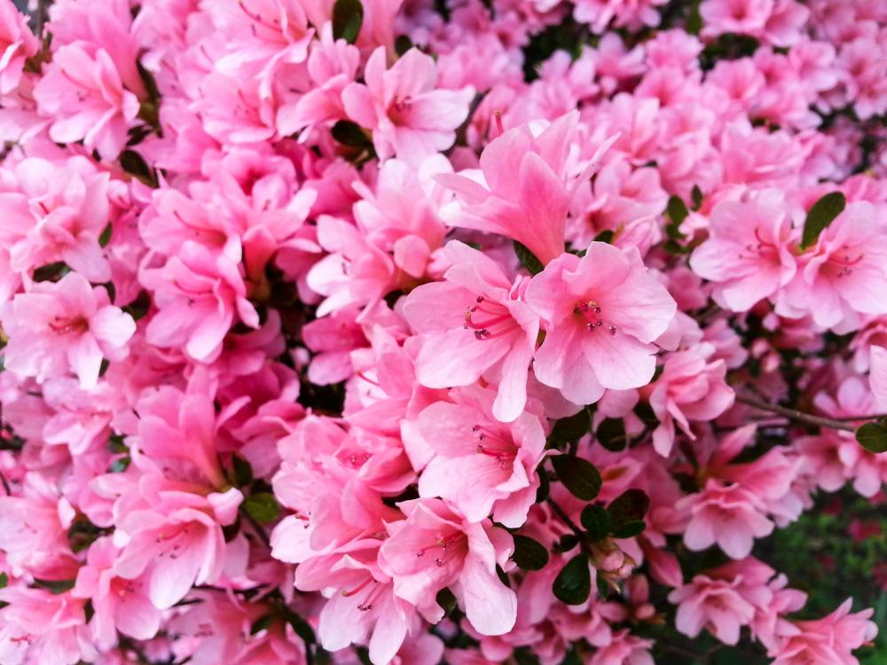 Flowers Flowers