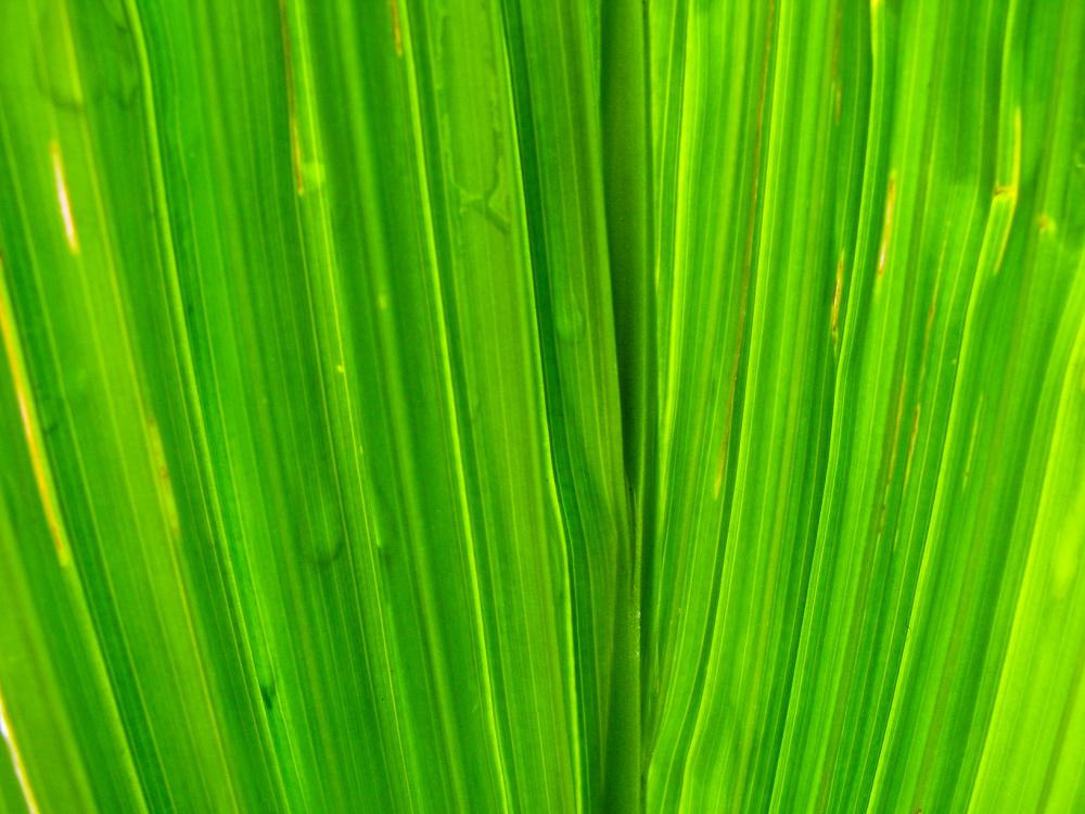 Leaves Leaves