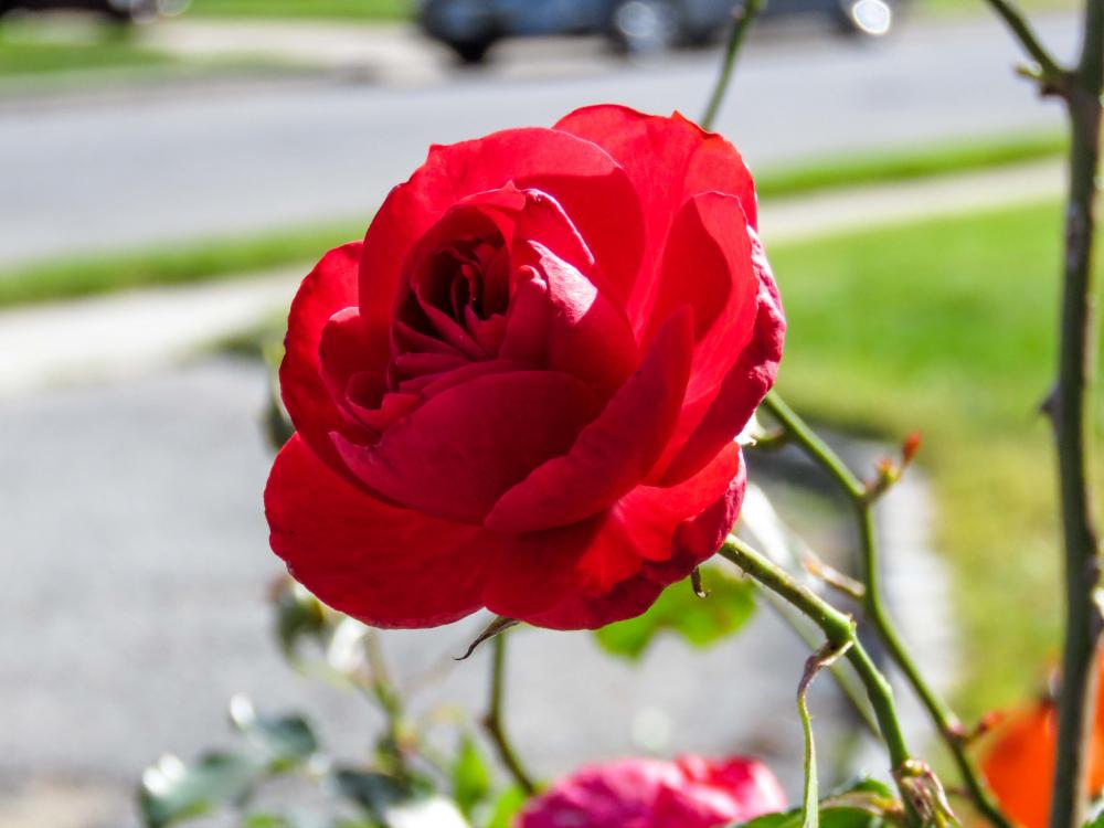 Rose Rose