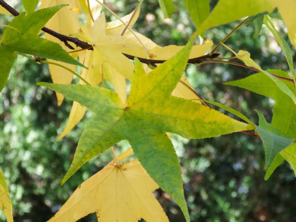 Fall Leaves Fall Leaves