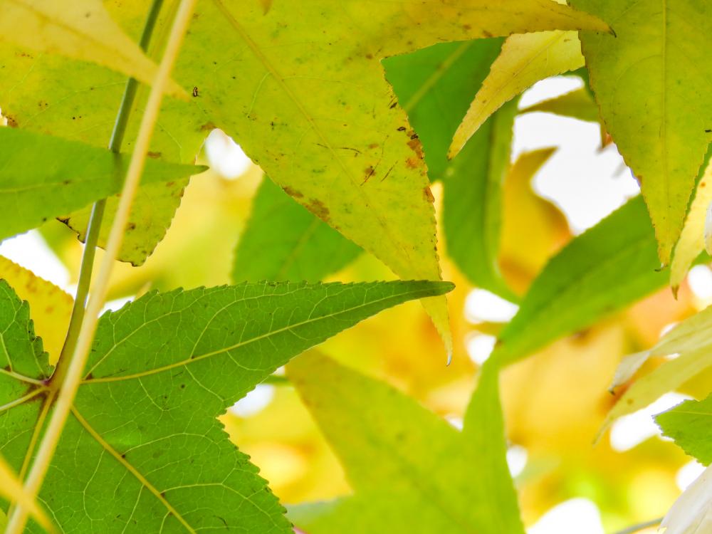 Leaves Leaves