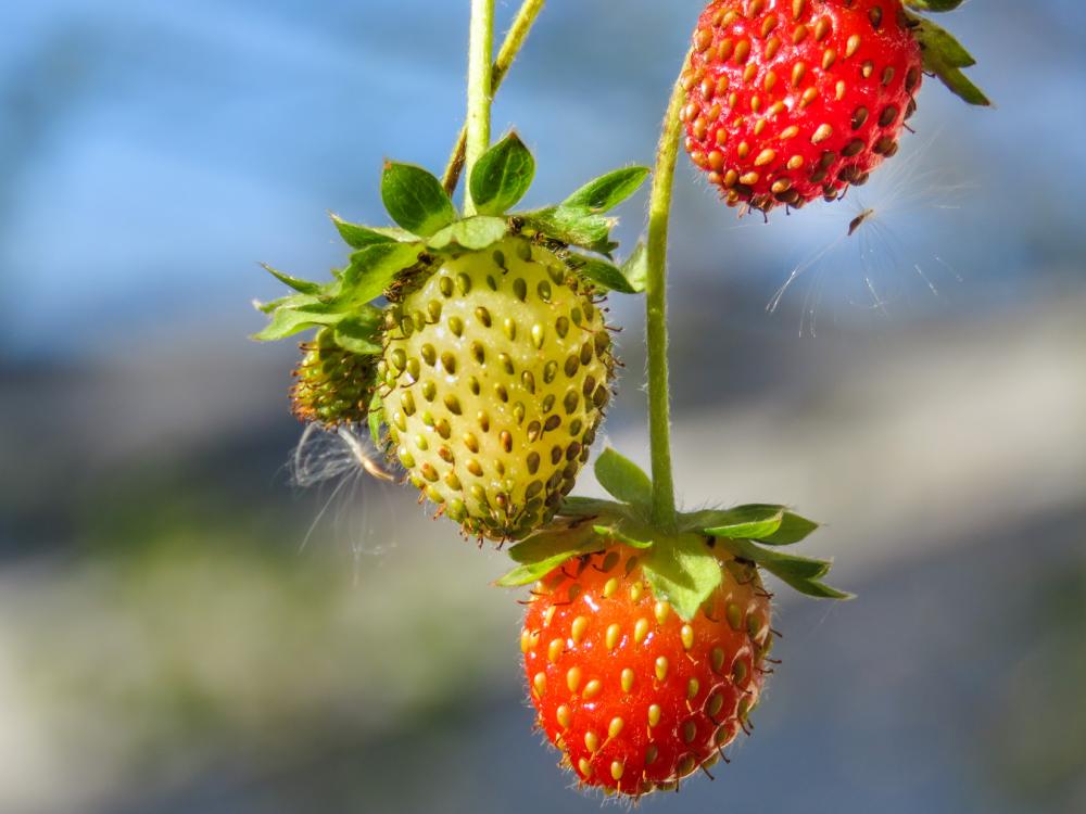 Strawberries Strawberries