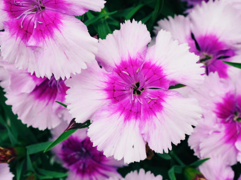 Purple & Pink Flowers Purple & Pink Flowers