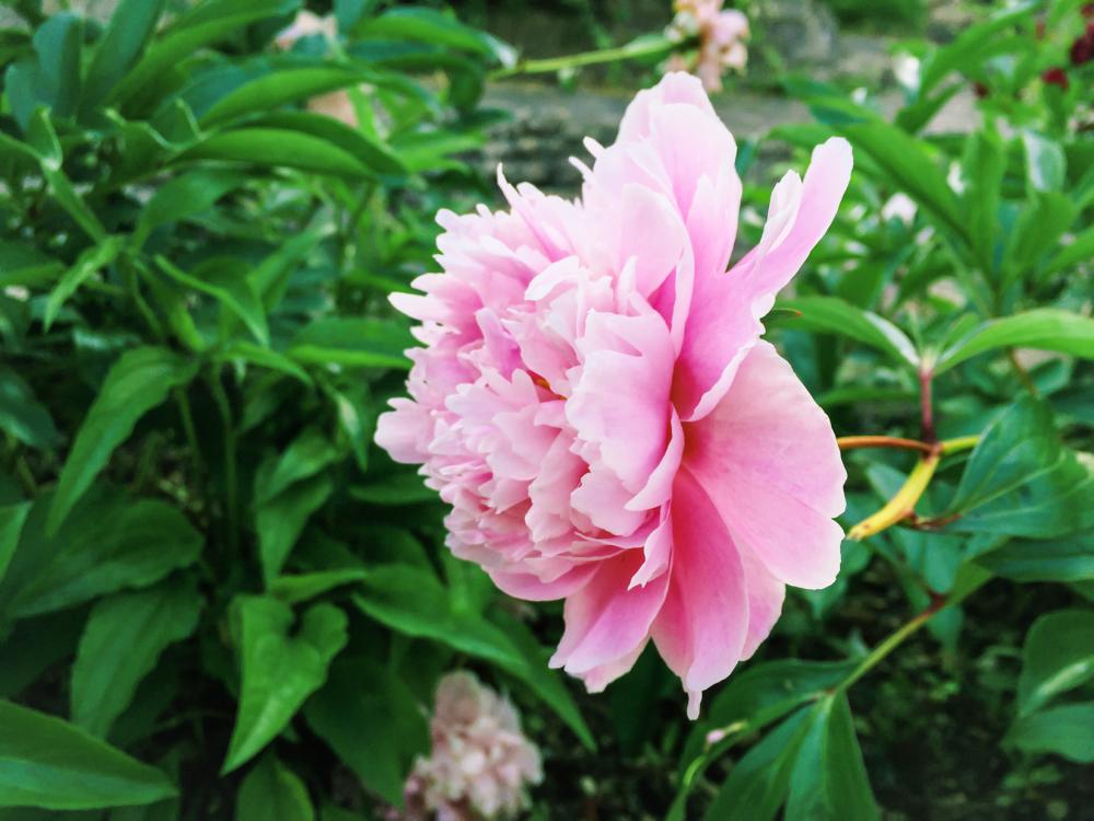 Pink Flower Macro Pink Flower Macro