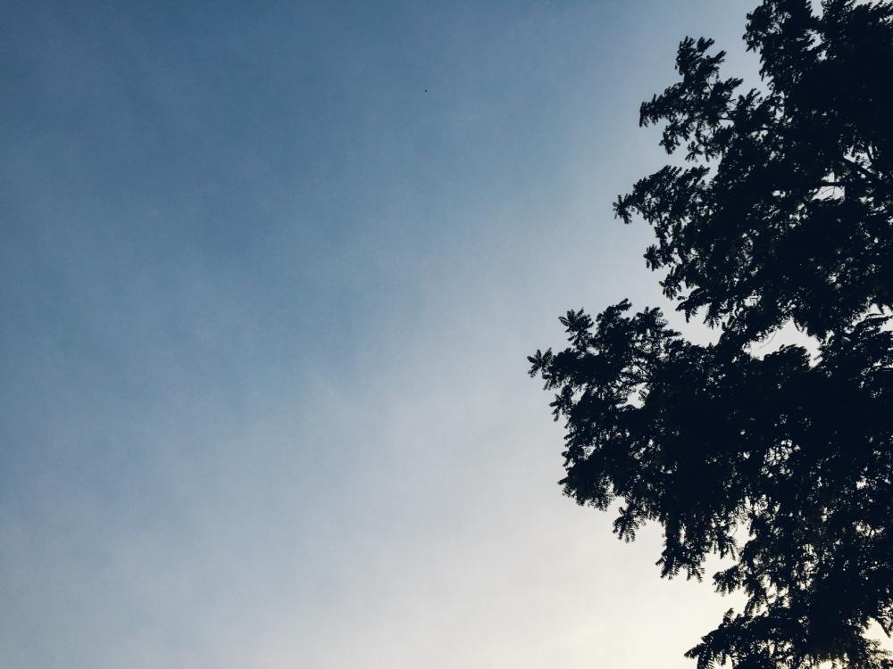 Leaves Silhouetted on Sunset Leaves Silhouetted on Sunset