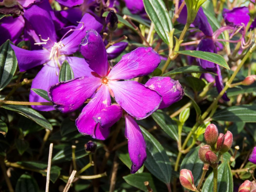 Purple Flowers Purple Flowers