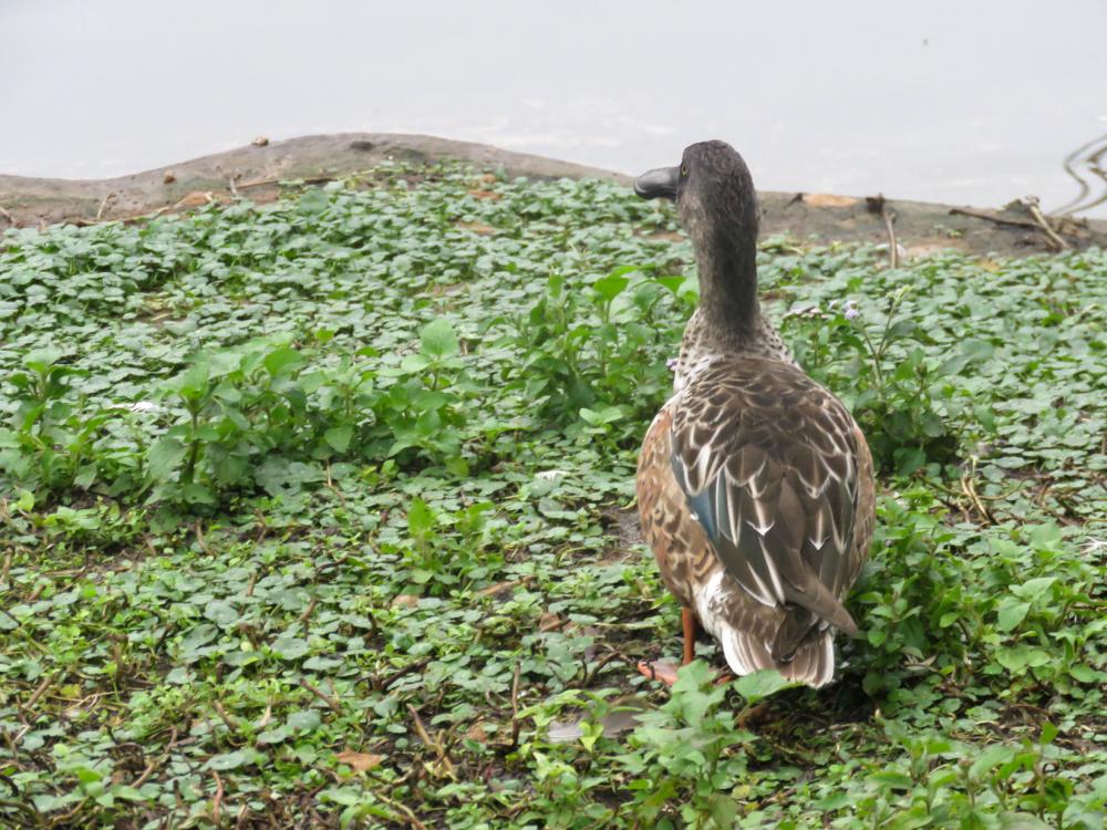 Duck Duck