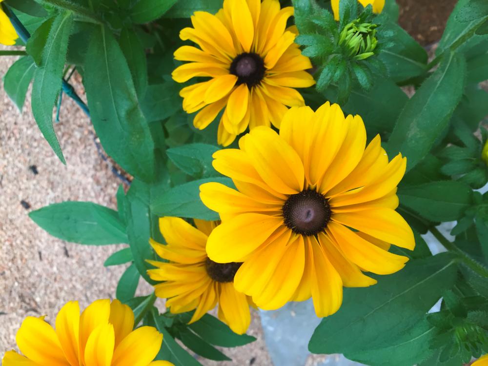 Yellow Flowers Yellow Flowers
