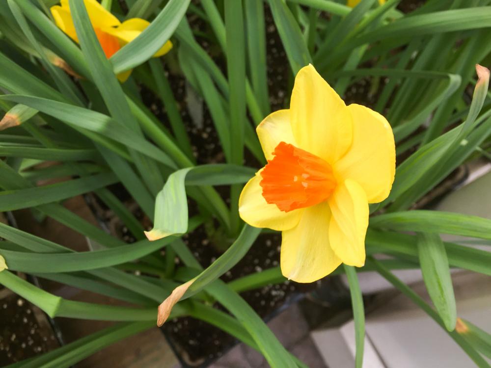 Yellow Flower in Garden Yellow Flower in Garden