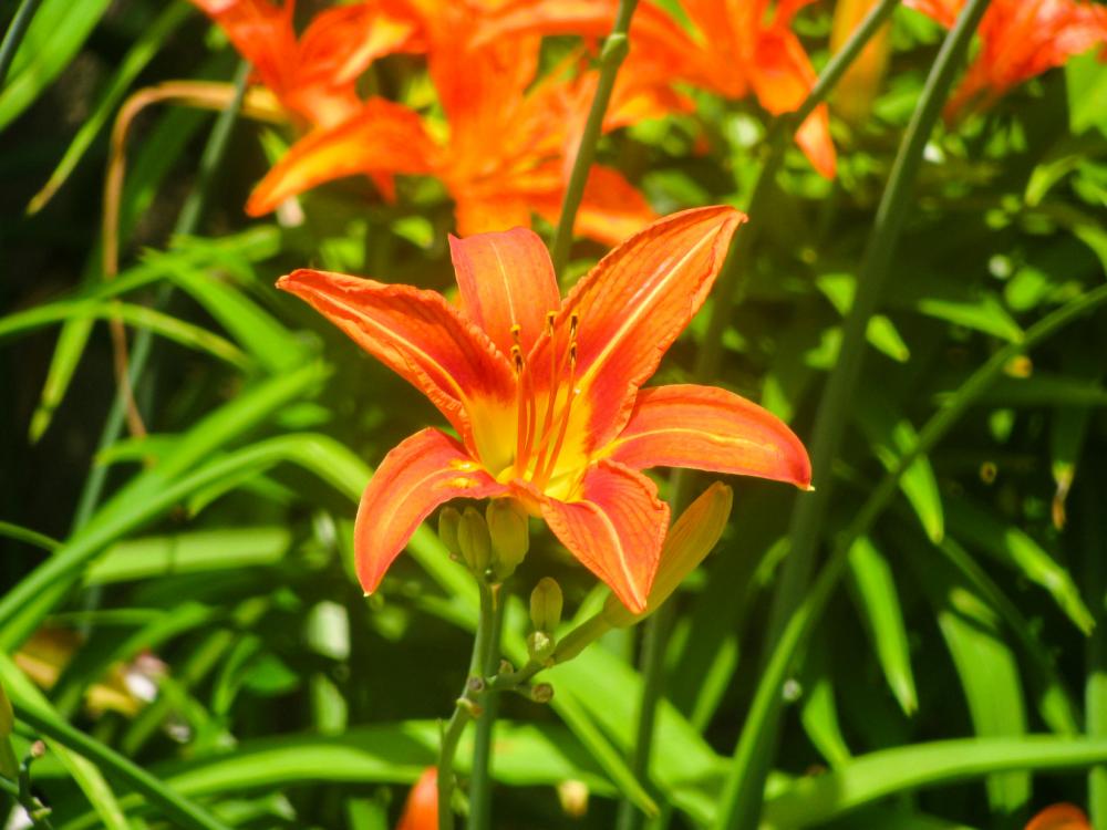 Open Orange Flower Open Orange Flower