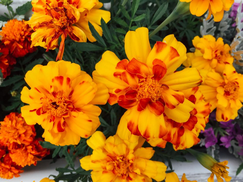 Yellow and Orange Flowers Yellow and Orange Flowers