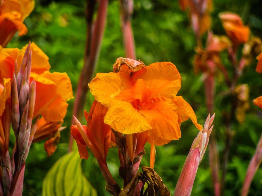 Flowers Flowers
