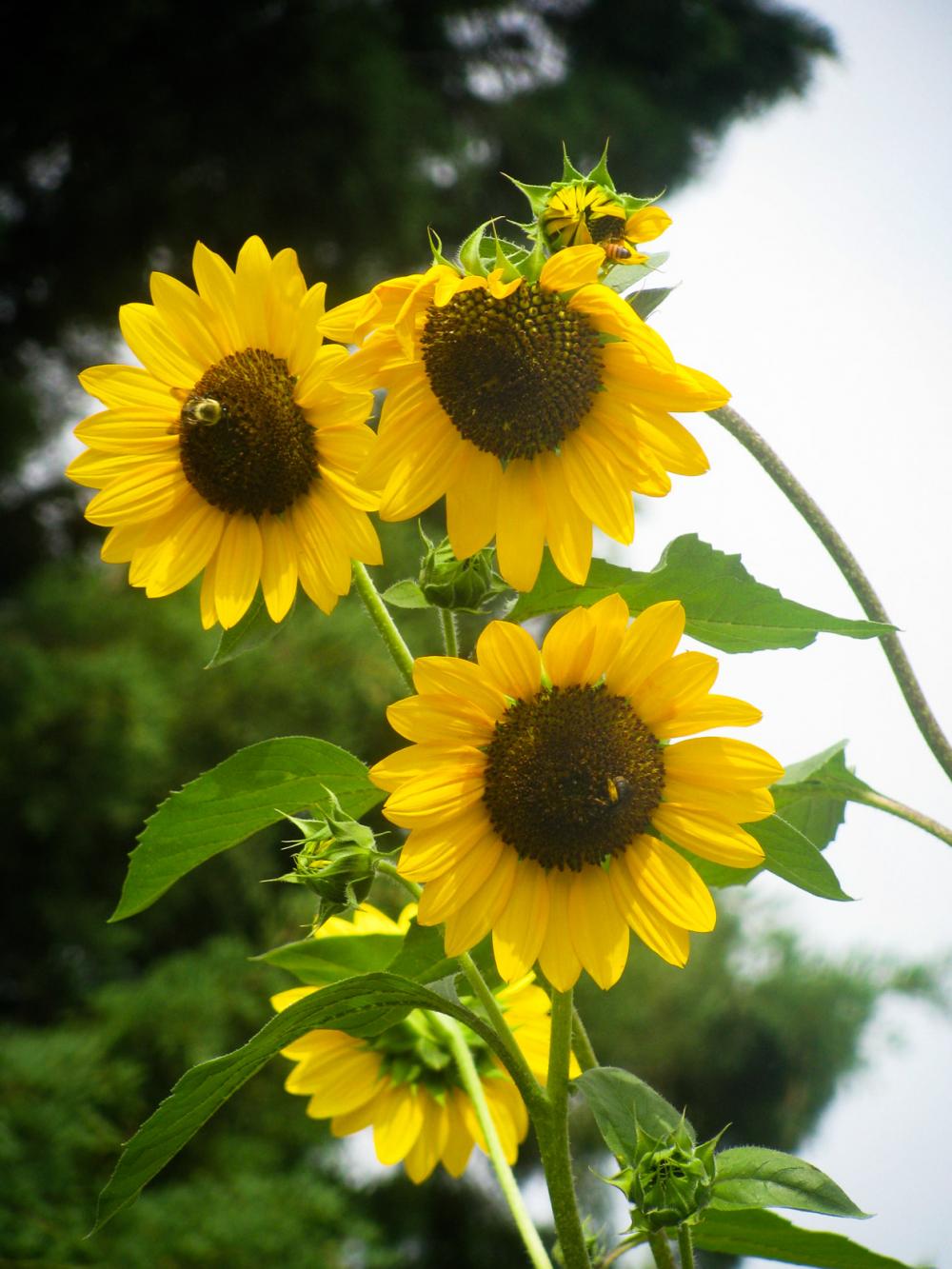 Sunflowers with Bees Sunflowers with Bees