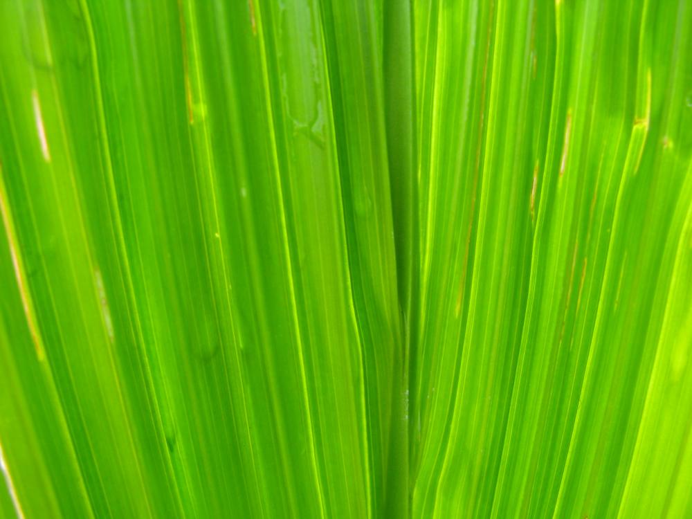 Leaf Texture Leaf Texture