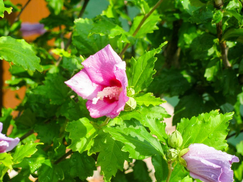 Pink Flower Pink Flower