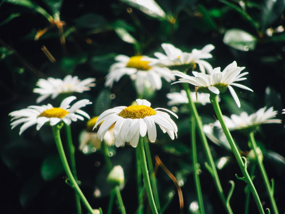 White Flowers with Yellow White Flowers with Yellow