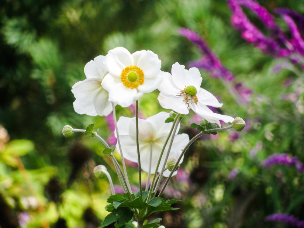 White Flowers White Flowers