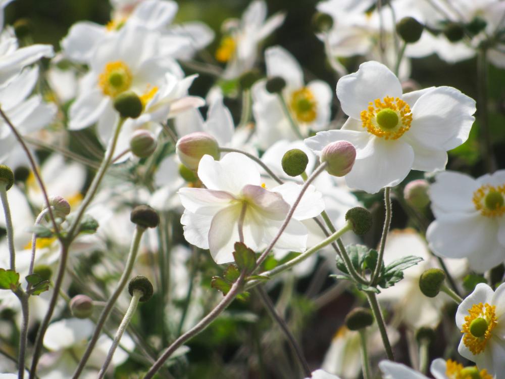 White Flowers and Leaves White Flowers and Leaves