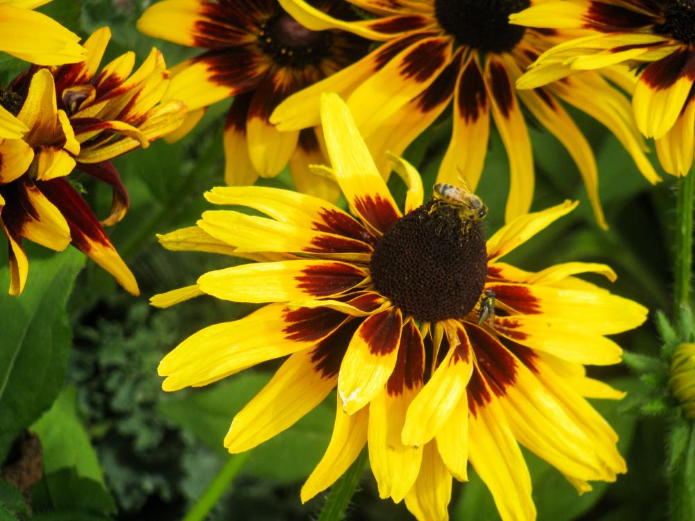 Yellow Flower with Bees Yellow Flower with Bees