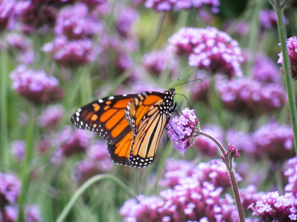 Butterfly with Flowers Butterfly with Flowers
