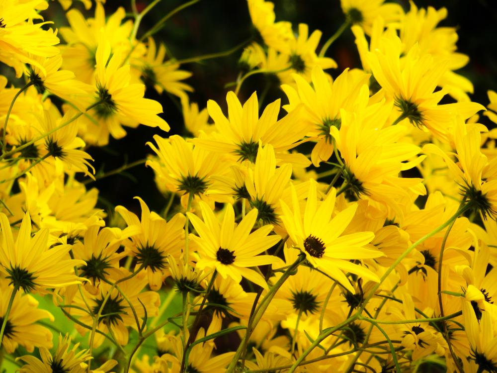 Yellow Flowers on Black Background Yellow Flowers on Black Background