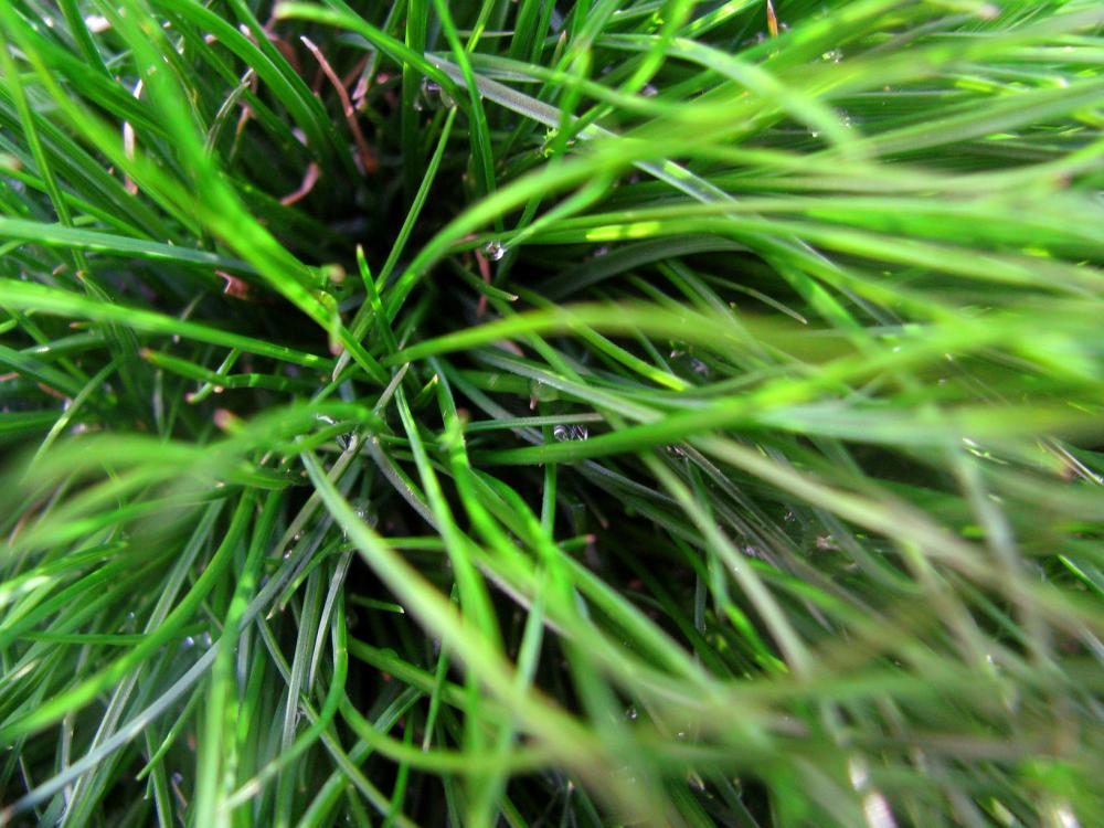 Grass Grass