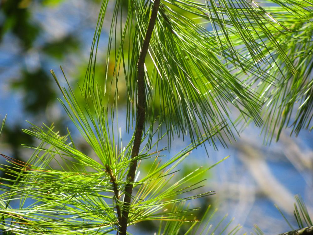 Green Pine Leaves Green Pine Leaves