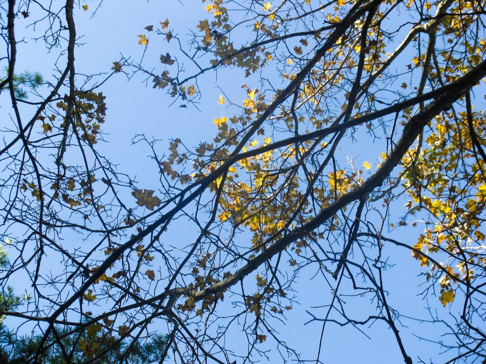 Branches Branches