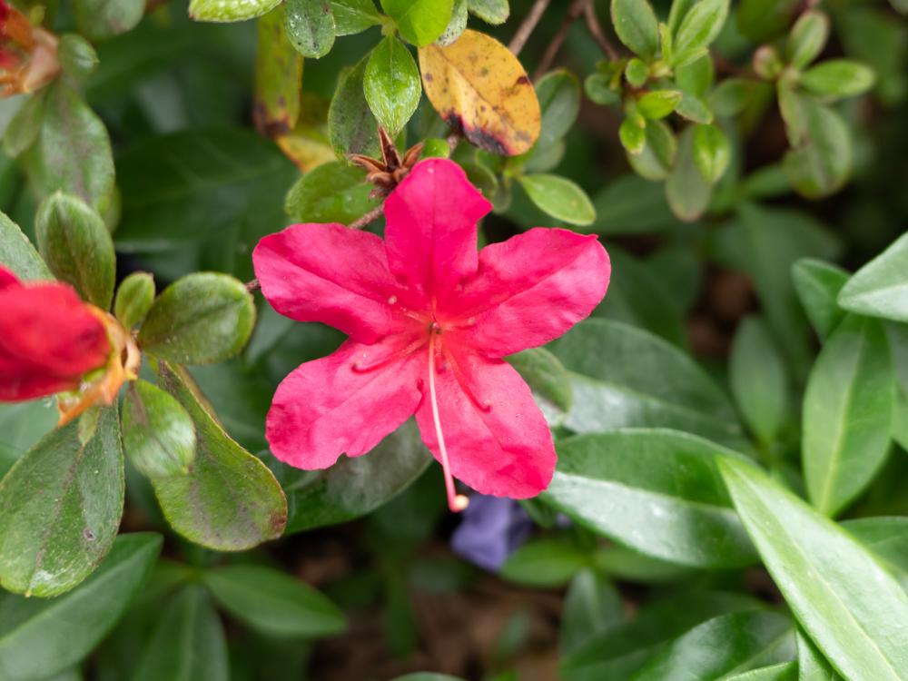 Pink Flower Pink Flower