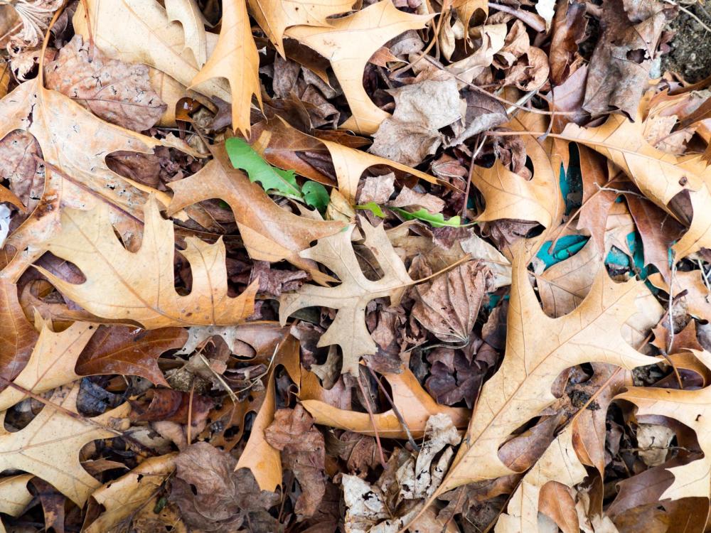 Fallen Leaves Fallen Leaves