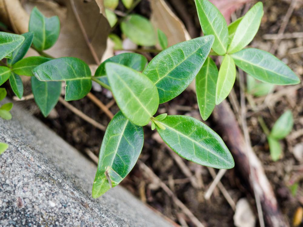 Leaves and Concrete Leaves and Concrete