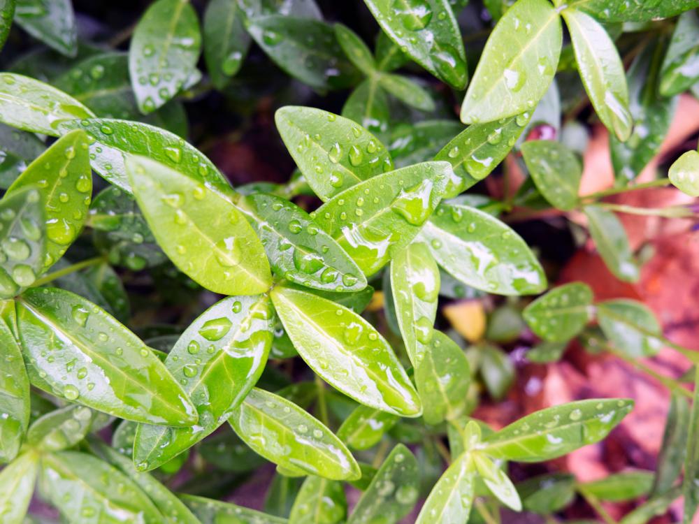 Raindrops on Leaves Raindrops on Leaves