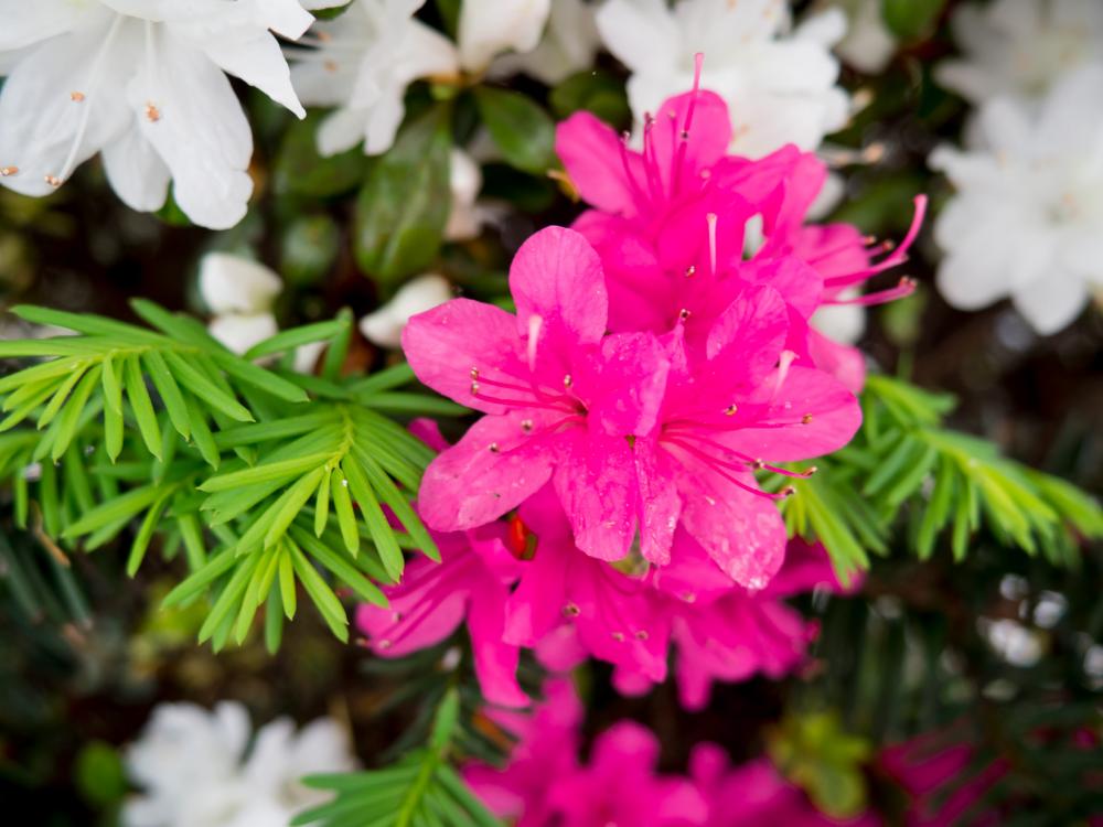 Pink Flowers Pink Flowers