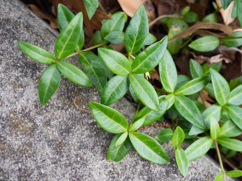 Leaves on Concrete Texture Leaves on Concrete Texture