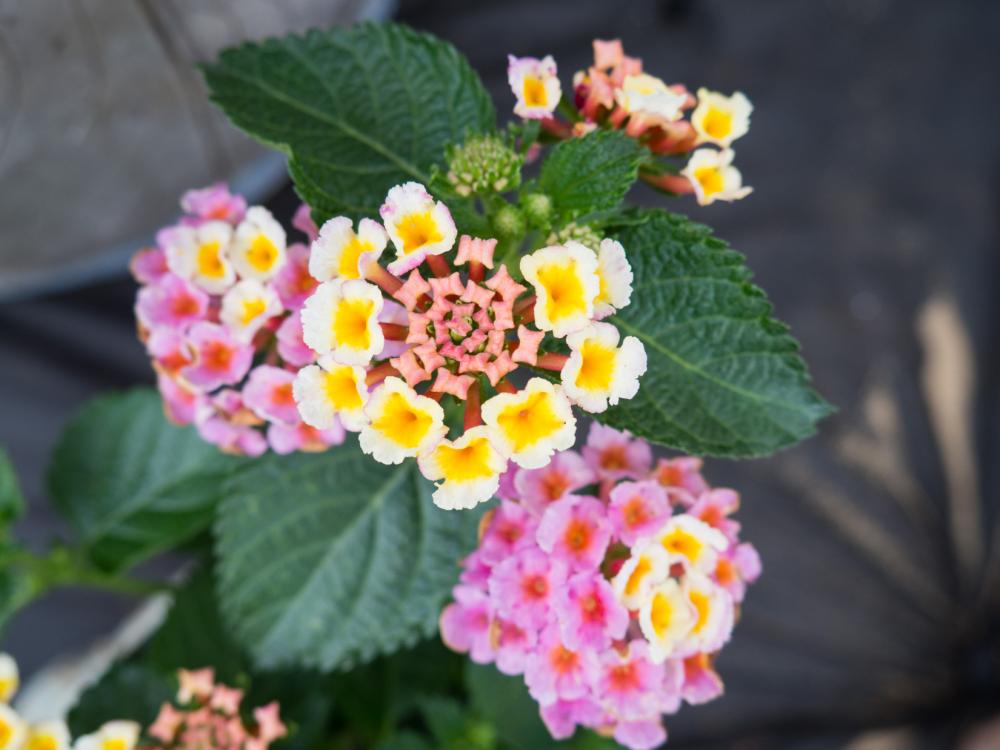 Flowers Flowers