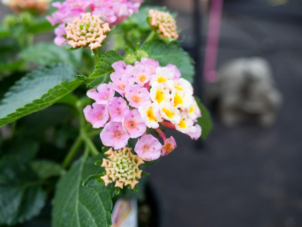 Pink and White Flowers Pink and White Flowers