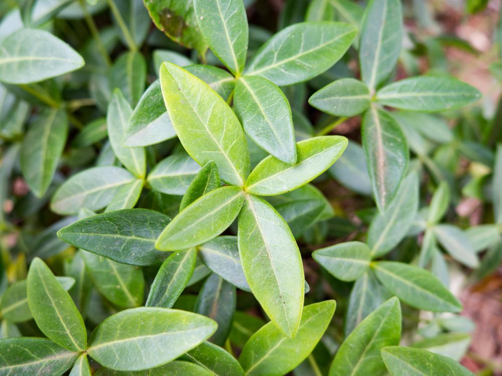 Leaves Leaves