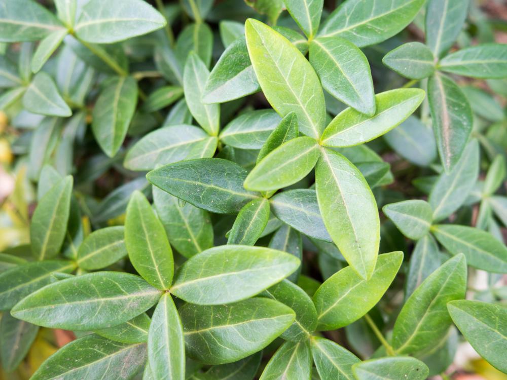 Leaves Leaves