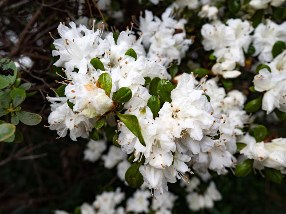 White Flowers on Bush White Flowers on Bush