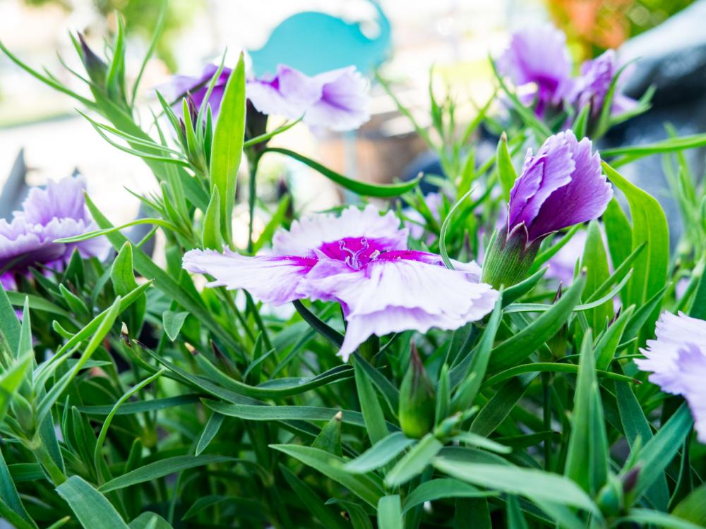 Pink Flowers and Leaves in Garden Pink Flowers and Leaves in Garden
