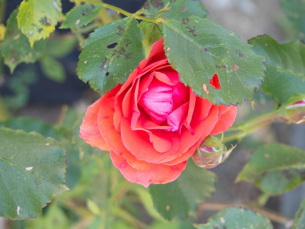 Rose and Leaf Rose and Leaf