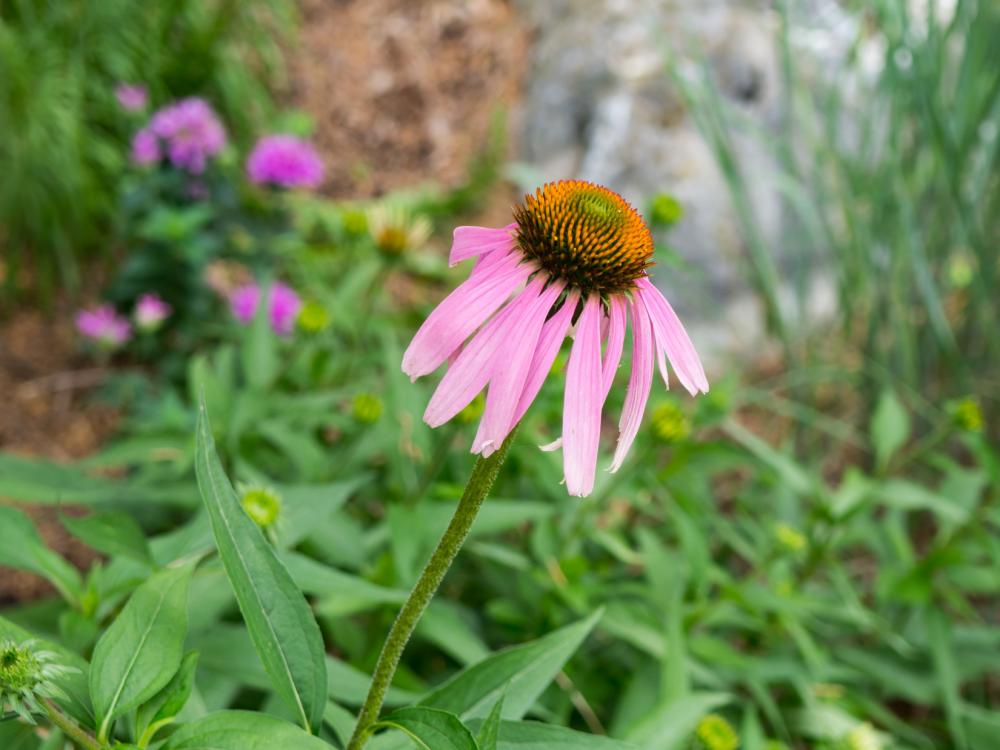 Pink and Orange Flower Pink and Orange Flower
