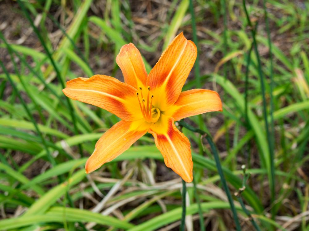 Yellow and Orange Flower Yellow and Orange Flower