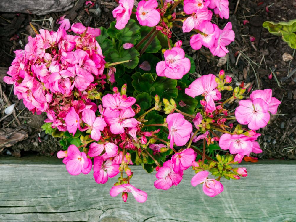 Pink Flowers Over Wood Pink Flowers Over Wood