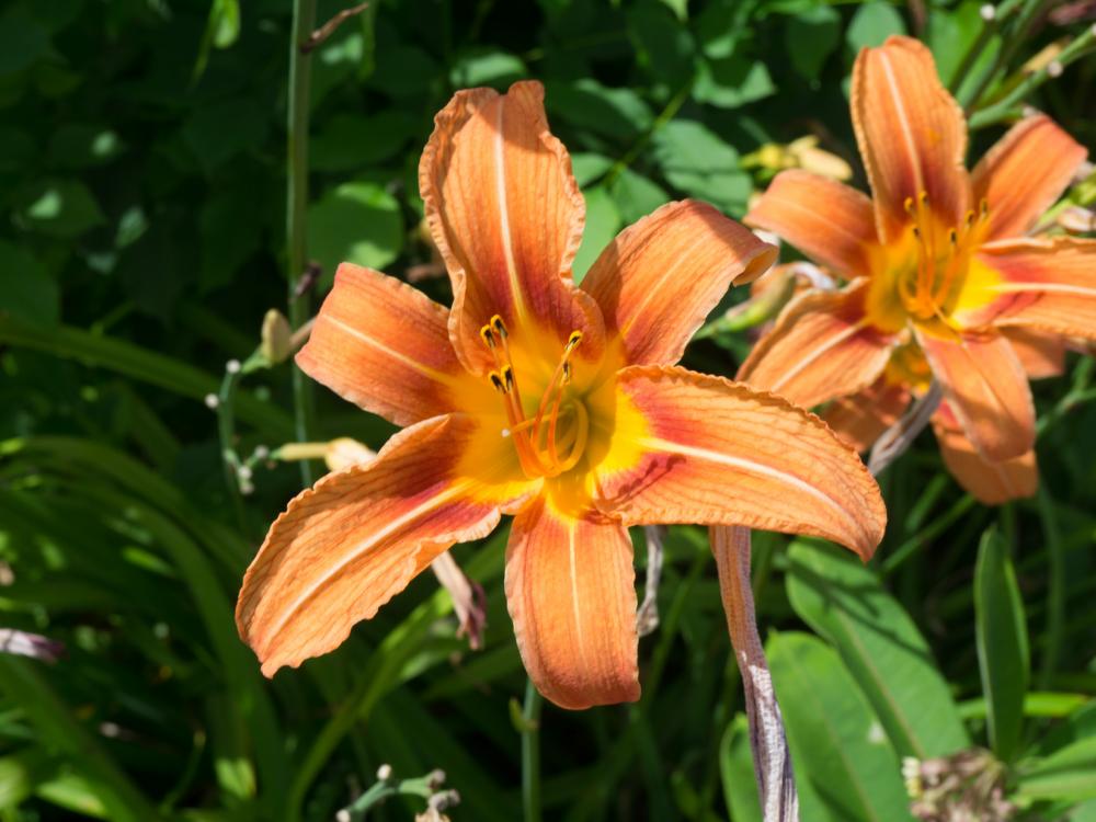 Orange Flowers Orange Flowers