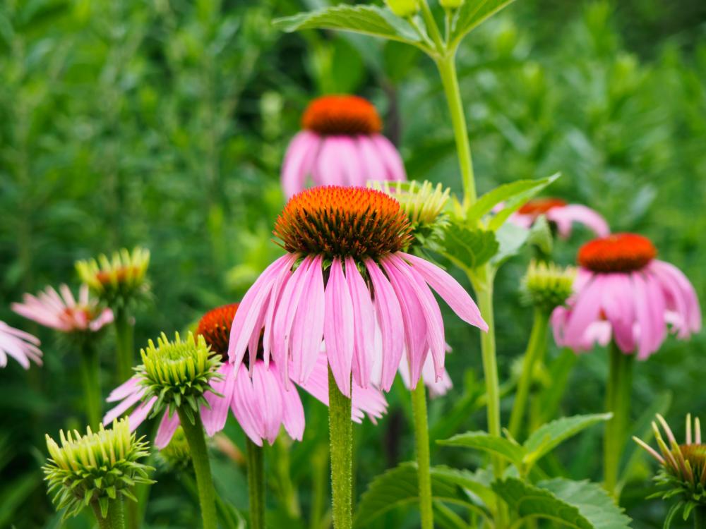 Pink and Orange Flowers Pink and Orange Flowers