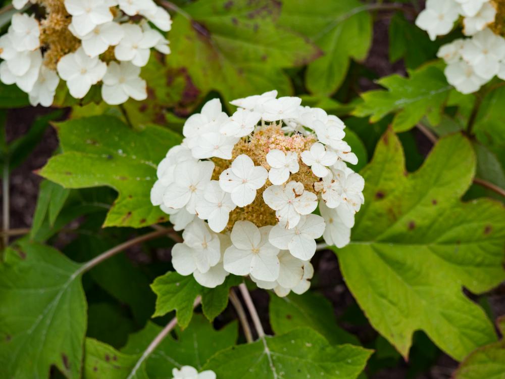 White Flowers White Flowers
