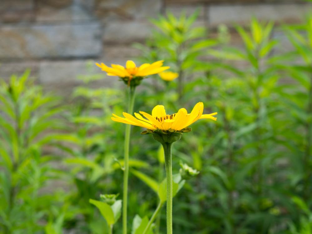 Yellow Flowers Yellow Flowers