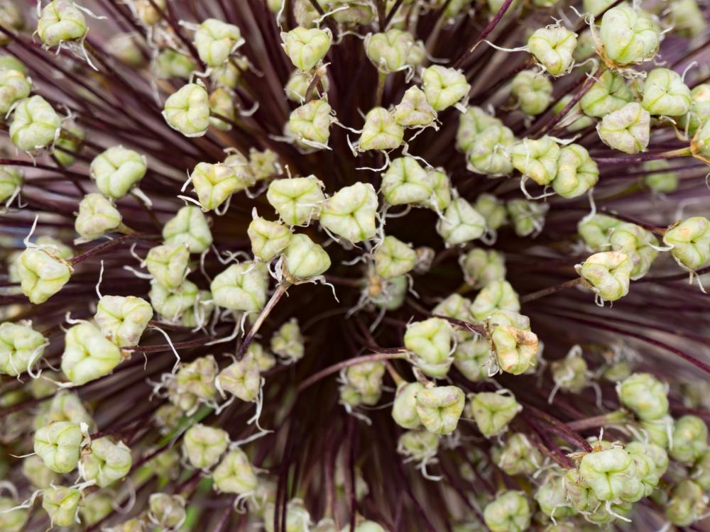 Plant Pattern Plant Pattern