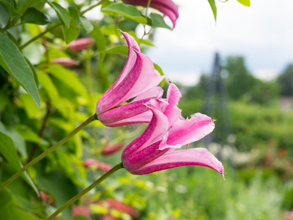 Pink Flowers Pink Flowers